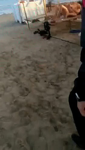 Amateur Beach Exhibition: Public Sex on the Sand'